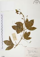 西番蓮、百香果藏品圖，第1張