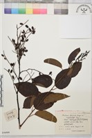 登錄號:S056008藏品圖，第1張