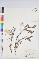 油柑藏品圖，第1張