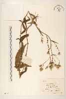 興安毛蓮菜藏品圖，第1張