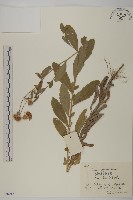 登錄號:S056013藏品圖，第1張