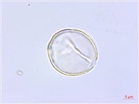 黃花列當藏品圖，第2張