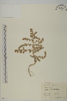 登錄號:S056017藏品圖，第1張