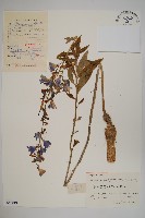 華東杏葉沙參藏品圖，第1張