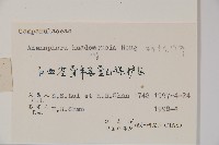 華東杏葉沙參藏品圖，第2張