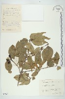 山茱萸藏品圖，第1張