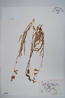 柳葉沙參藏品圖，第1張