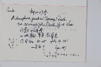 柳葉沙參藏品圖，第2張