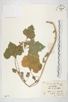 蒼耳藏品圖，第1張