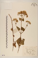 破坏草藏品圖，第1張