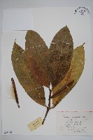 倒纓木藏品圖，第1張