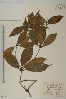 草珊瑚、紅果金粟蘭藏品圖，第1張