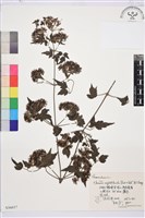 粗齒鐵線蓮藏品圖，第1張