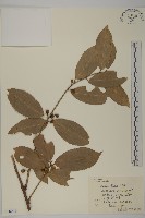 南華南蛇藤，青江藤藏品圖，第1張