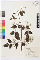 登錄號:S056045藏品圖，第1張