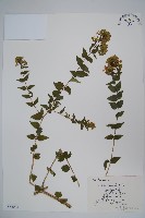 臺灣糯米條藏品圖，第1張