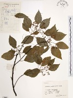 樟樹藏品圖，第1張