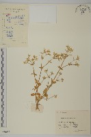 球序卷耳藏品圖，第1張