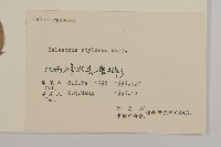 顯柱南蛇藤藏品圖，第3張
