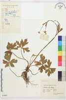 毛茛藏品圖，第1張