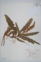 刺苞老鼠勒藏品圖，第1張