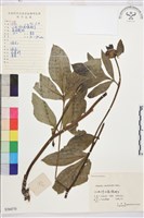 芍藥藏品圖，第1張