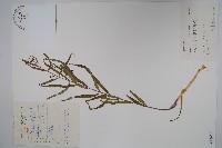 柳葉白前藏品圖，第1張