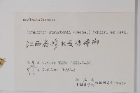 柳葉白前藏品圖，第2張