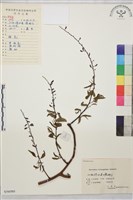 牯嶺勾兒菜, 臺灣黃鱔藤藏品圖，第1張