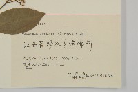 扶芳藤藏品圖，第3張