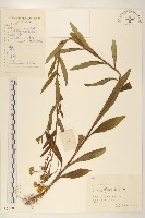 旋覆花藏品圖，第1張