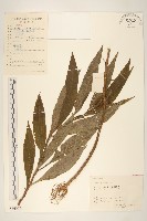 黃菀藏品圖，第1張