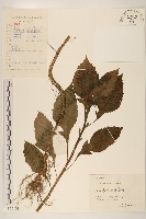 野茼蒿藏品圖，第1張