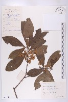 杜英藏品圖，第1張