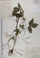 鴨兒芹藏品圖，第1張