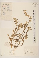 匙葉鼠麴草藏品圖，第1張