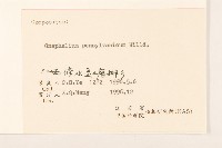 匙葉鼠麴草藏品圖，第3張