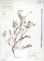 彎果黃菫藏品圖，第1張