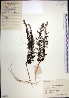 鐵掃帚、千里光藏品圖，第1張