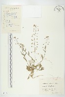 薺藏品圖，第1張