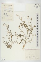 焊菜藏品圖，第1張