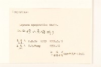 稻槎菜藏品圖，第3張