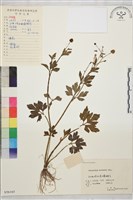 辣子草、揚子毛茛藏品圖，第1張