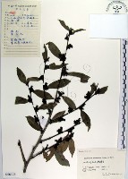 蚊母樹藏品圖，第1張