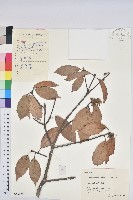 青剛櫟、鐵椆藏品圖，第1張