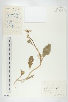 濱萊菔藏品圖，第1張