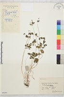 天葵藏品圖，第1張