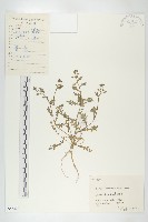 廣東葶藶藏品圖，第1張