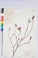 守城滿山紅、馬禮士杜鵑藏品圖，第1張