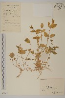 雞腸繁縷藏品圖，第1張